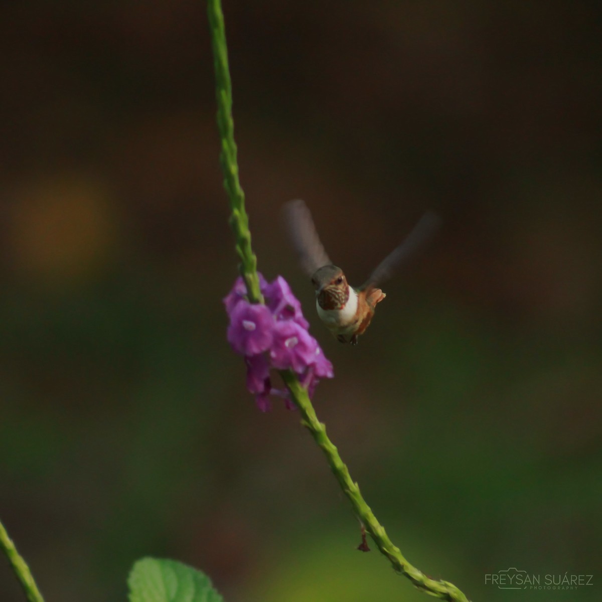 Scintillant Hummingbird - ML617761920