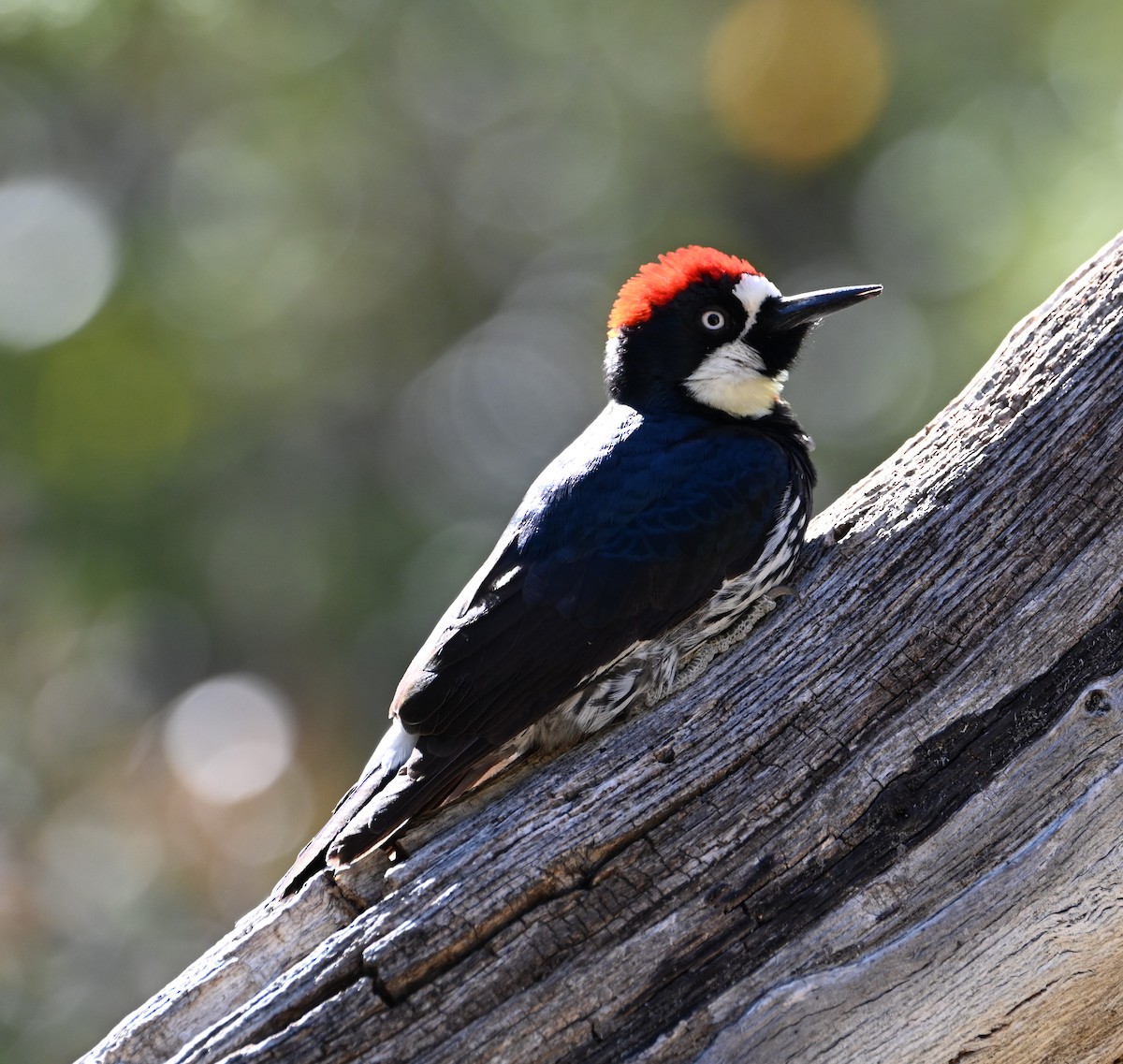 Acorn Woodpecker - Bonda Sek