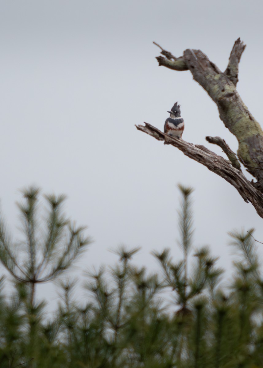 Belted Kingfisher - ML617761991