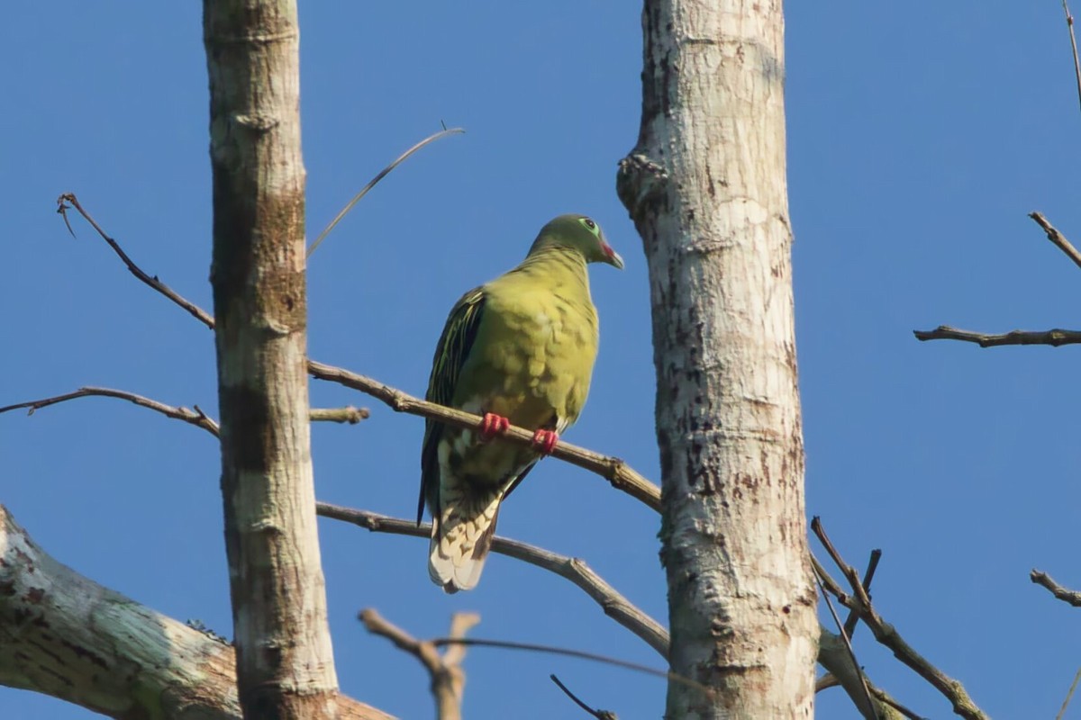 Thick-billed Green-Pigeon - ML617762030