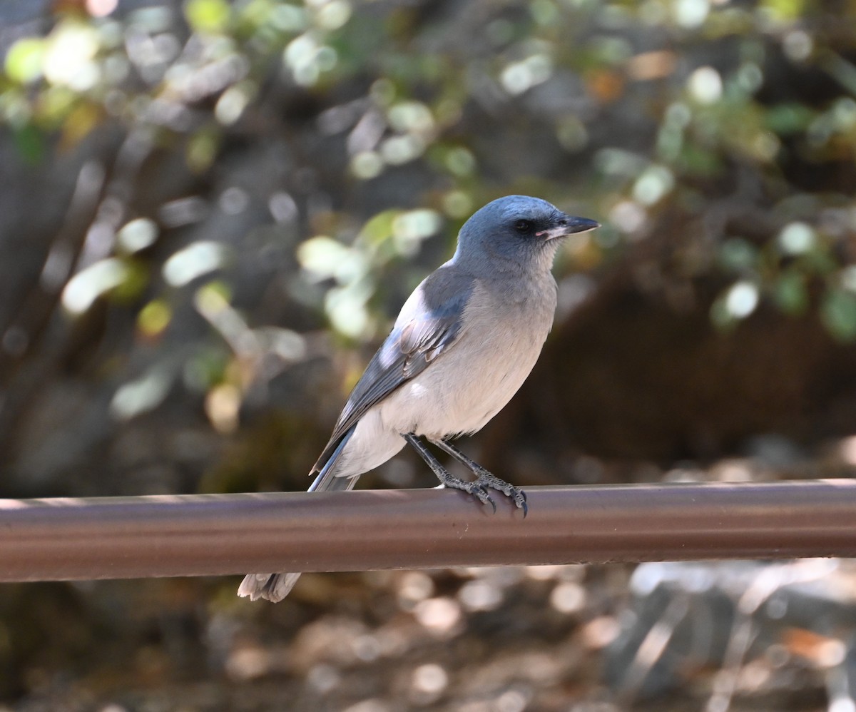 Mexican Jay - ML617762031