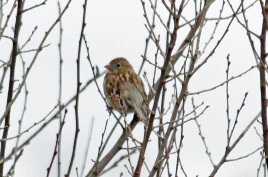 Field Sparrow - John Farrington