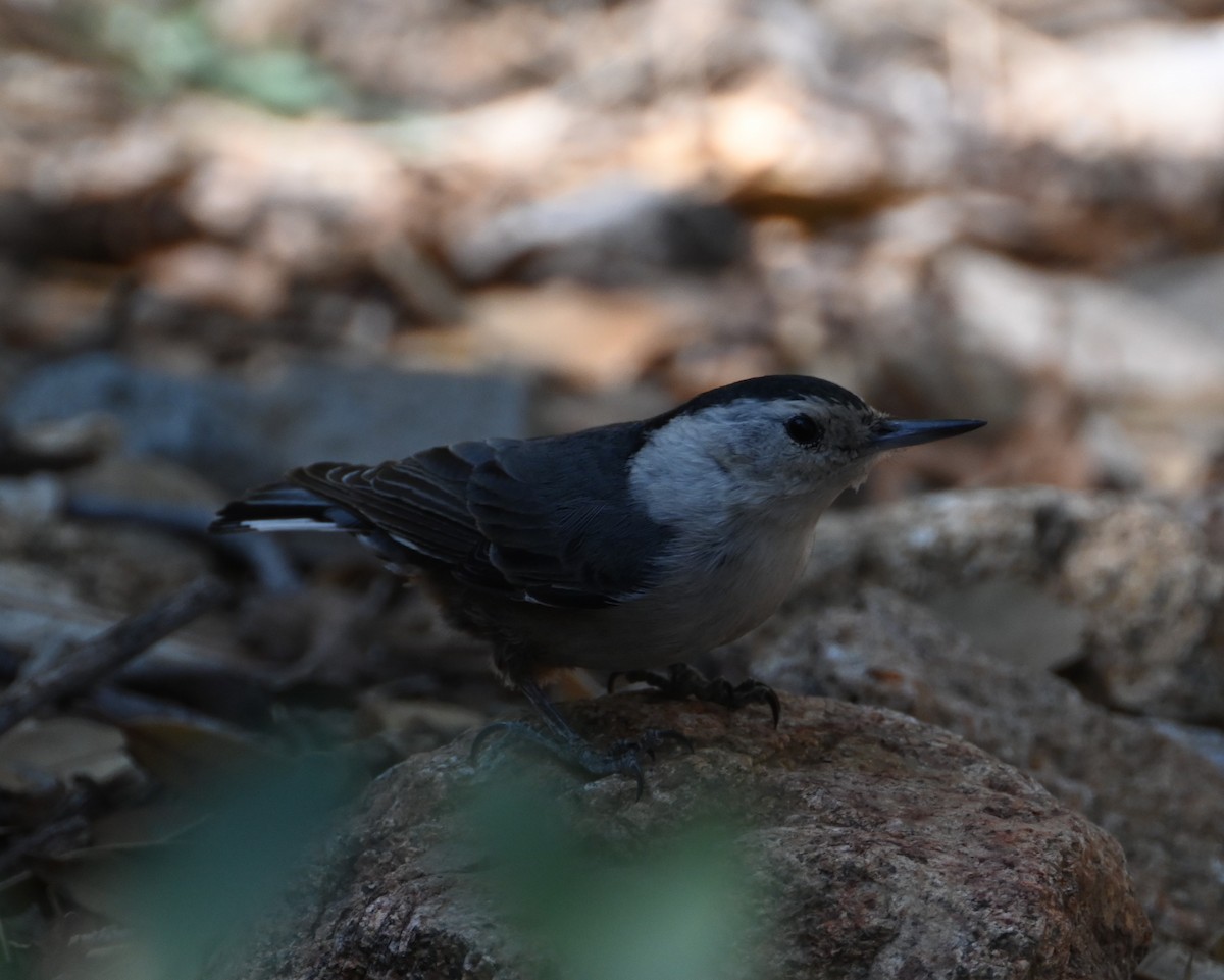 White-breasted Nuthatch - ML617762043