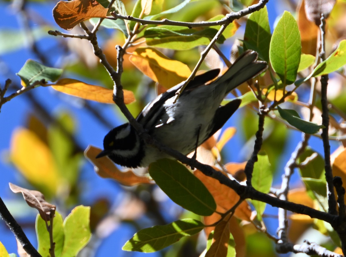 Black-throated Gray Warbler - Bonda Sek