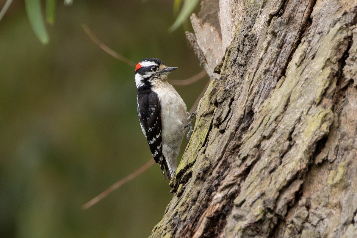 Downy Woodpecker (Pacific) - ML617762102