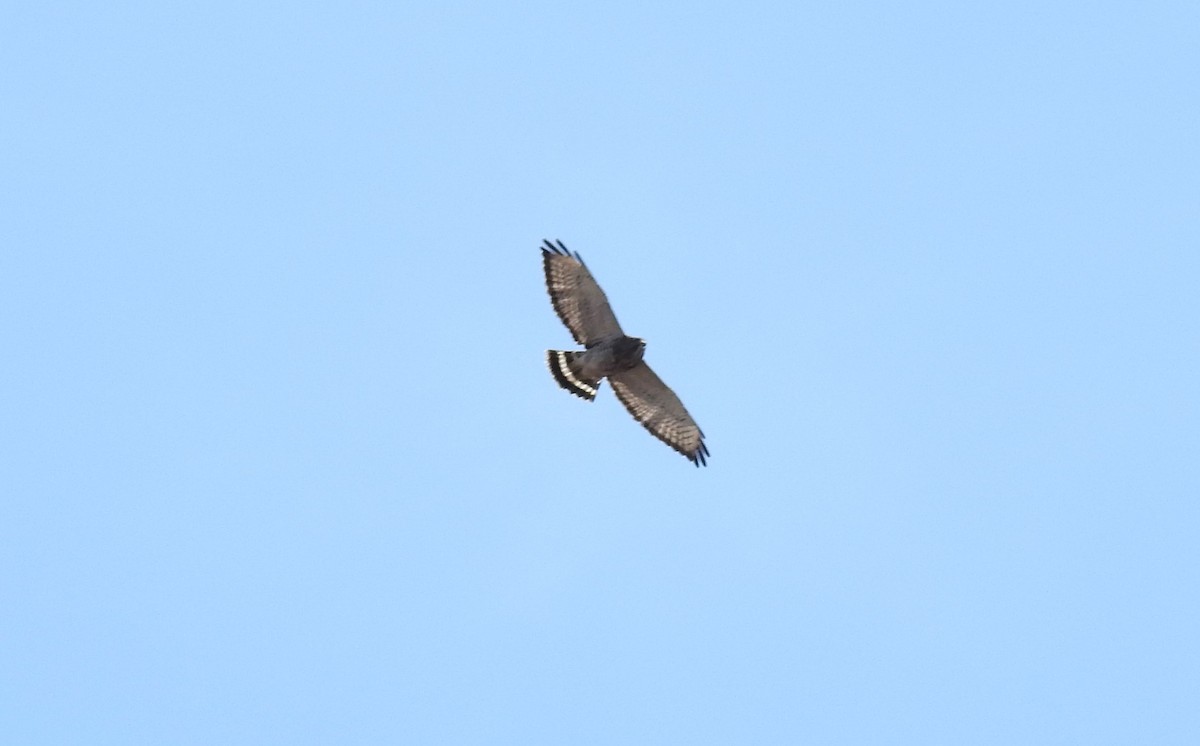 Broad-winged Hawk - ML617762201