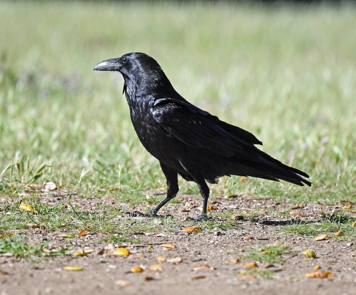 Common Raven - Richard Taylor