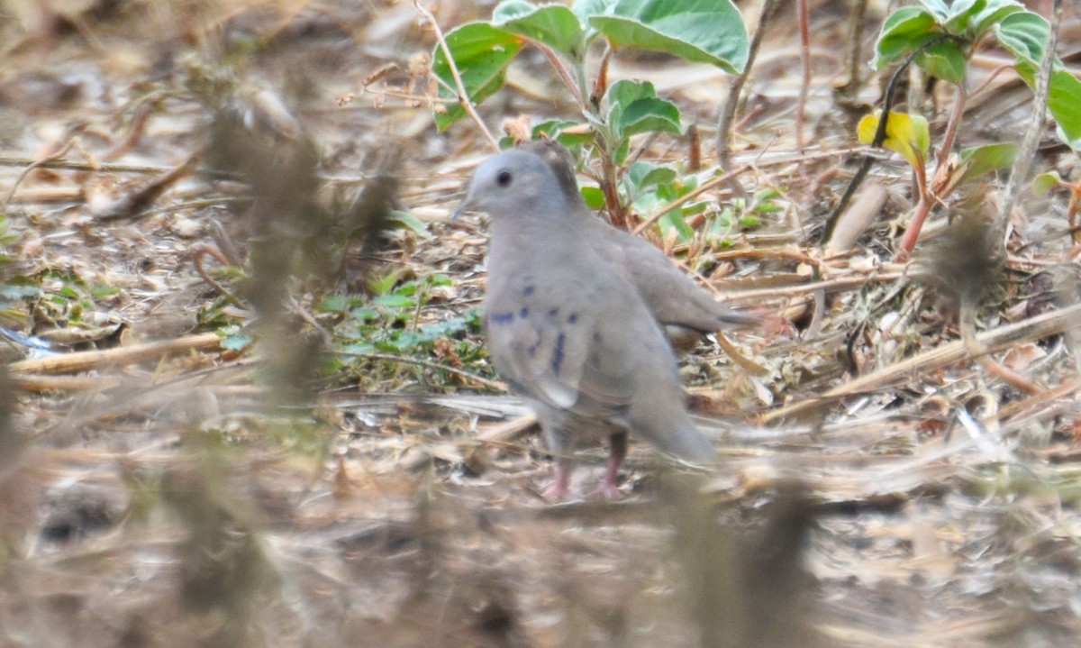 Plain-breasted Ground Dove - ML617762241