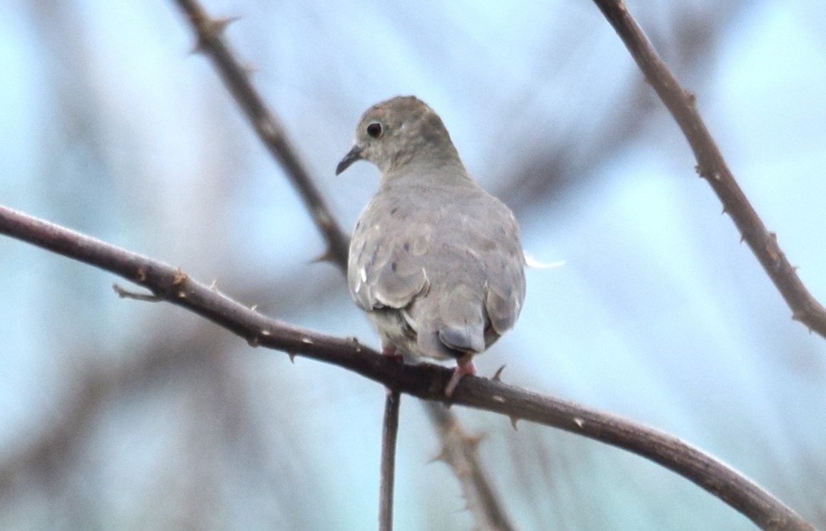 Plain-breasted Ground Dove - ML617762242