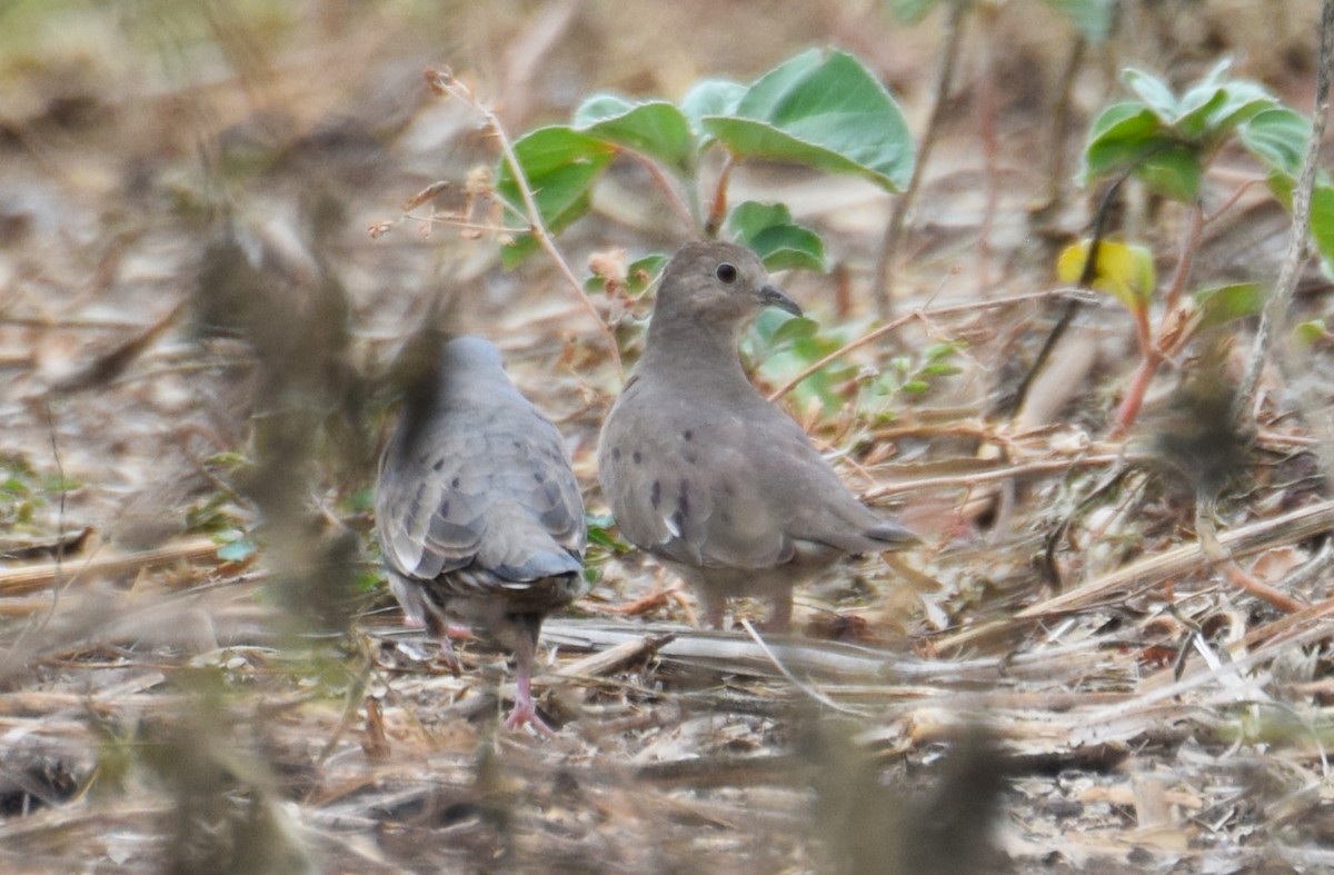 Plain-breasted Ground Dove - ML617762243