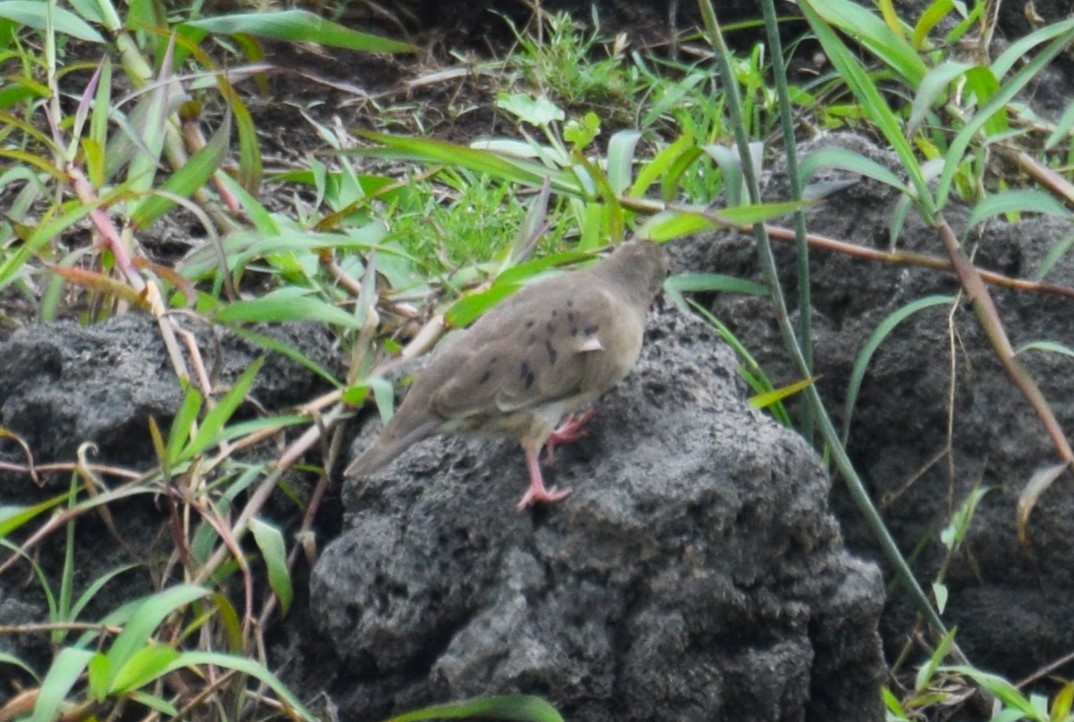 Plain-breasted Ground Dove - ML617762244