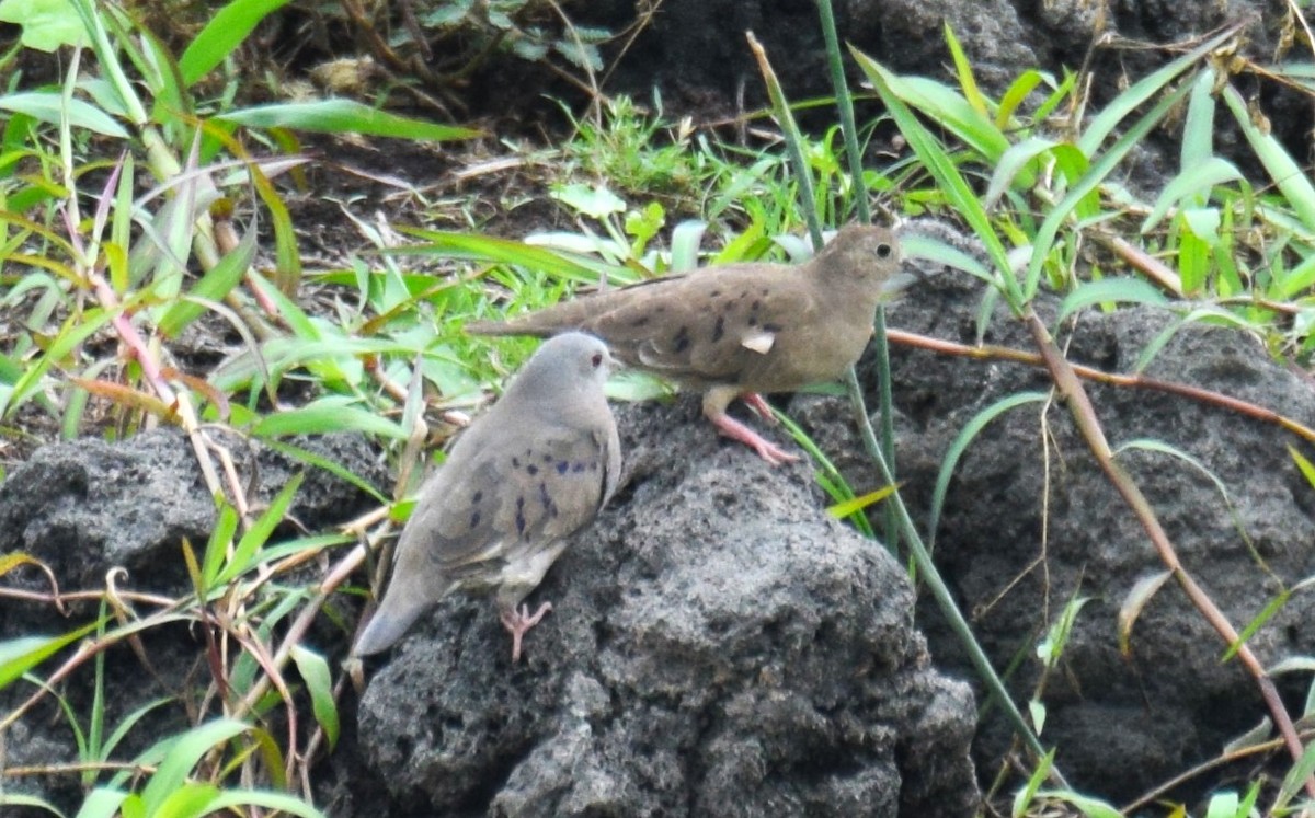 Plain-breasted Ground Dove - ML617762246