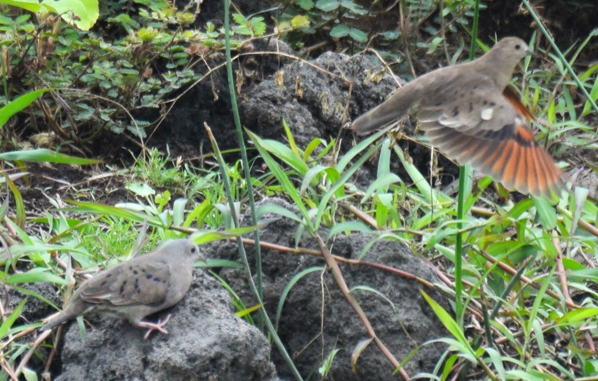 Plain-breasted Ground Dove - ML617762247