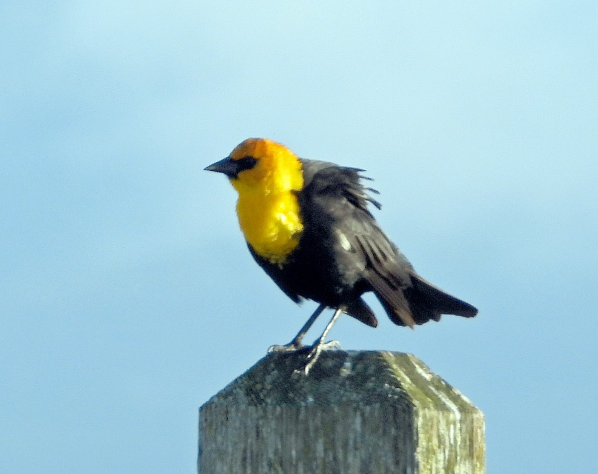 Yellow-headed Blackbird - ML617762272