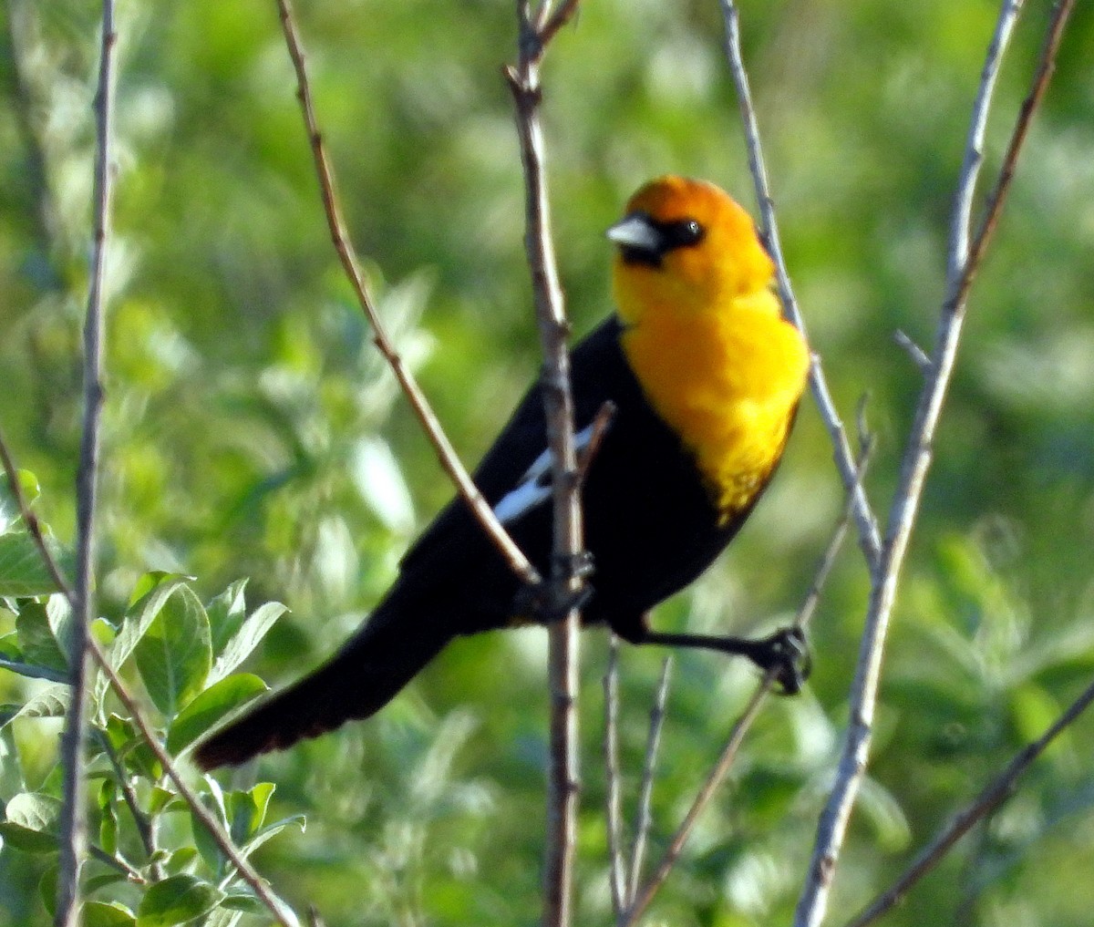 Yellow-headed Blackbird - ML617762273