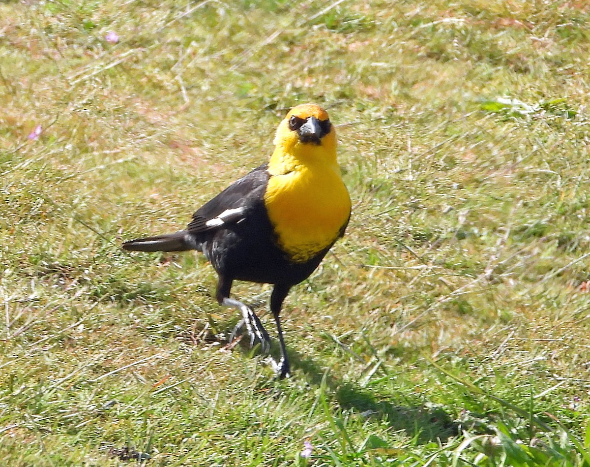 Yellow-headed Blackbird - ML617762274