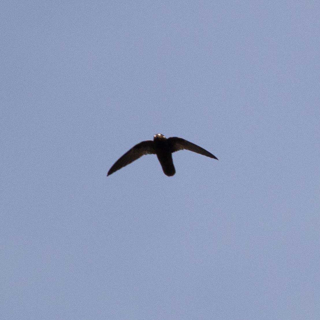 Spot-fronted Swift - ML617762297