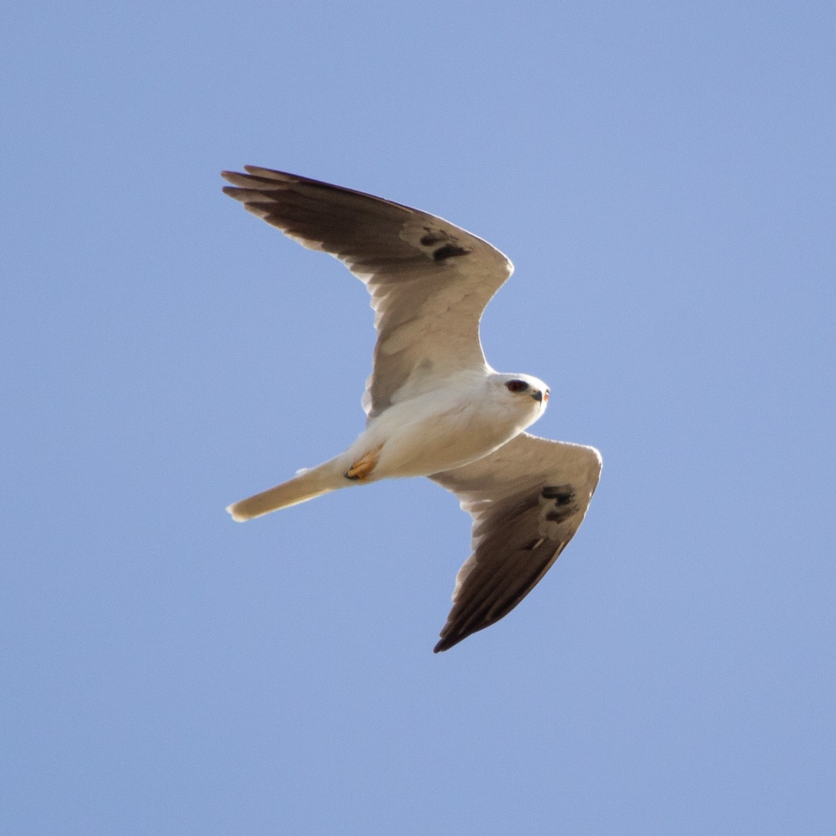 White-tailed Kite - ML617762306