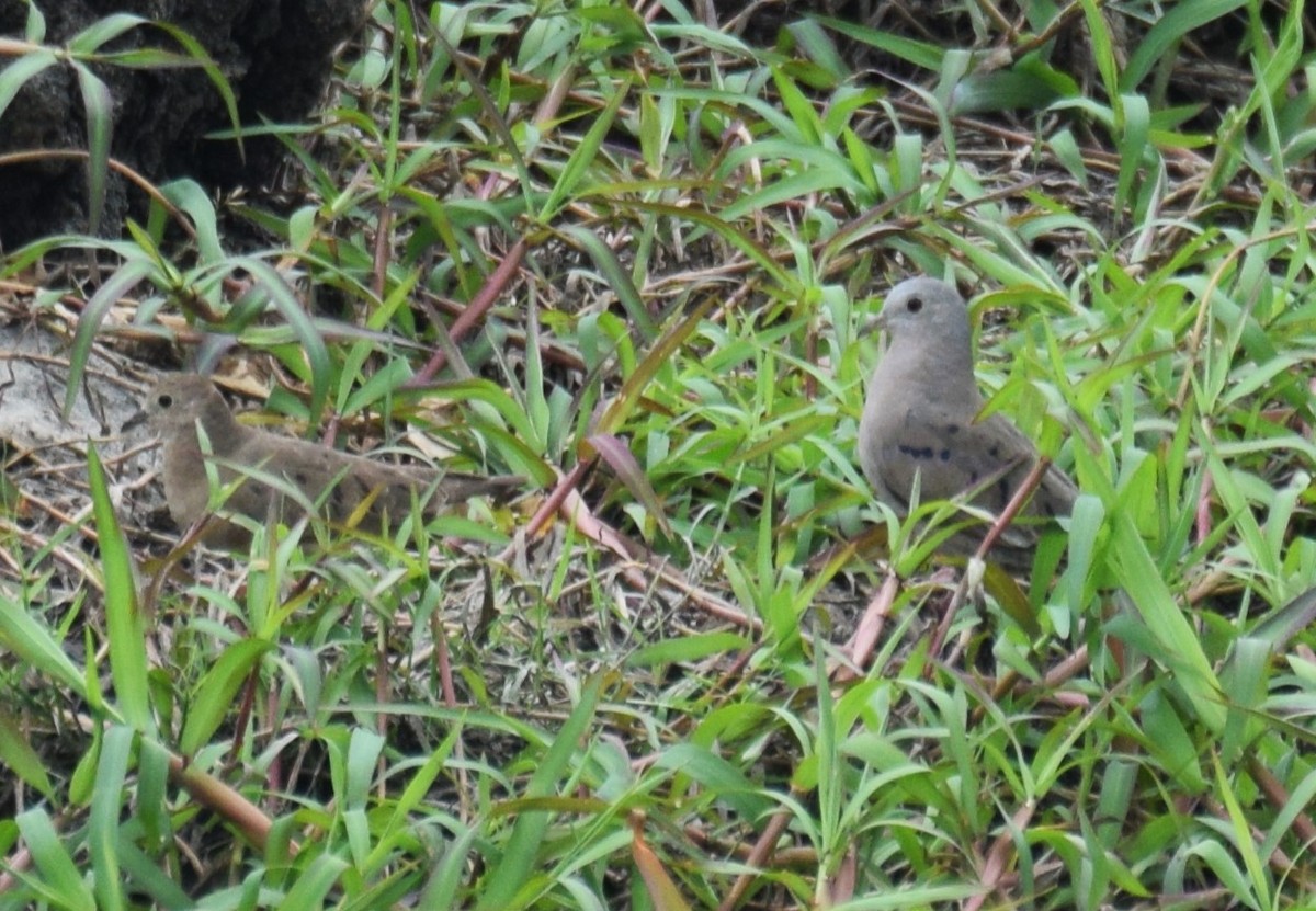Plain-breasted Ground Dove - ML617762340