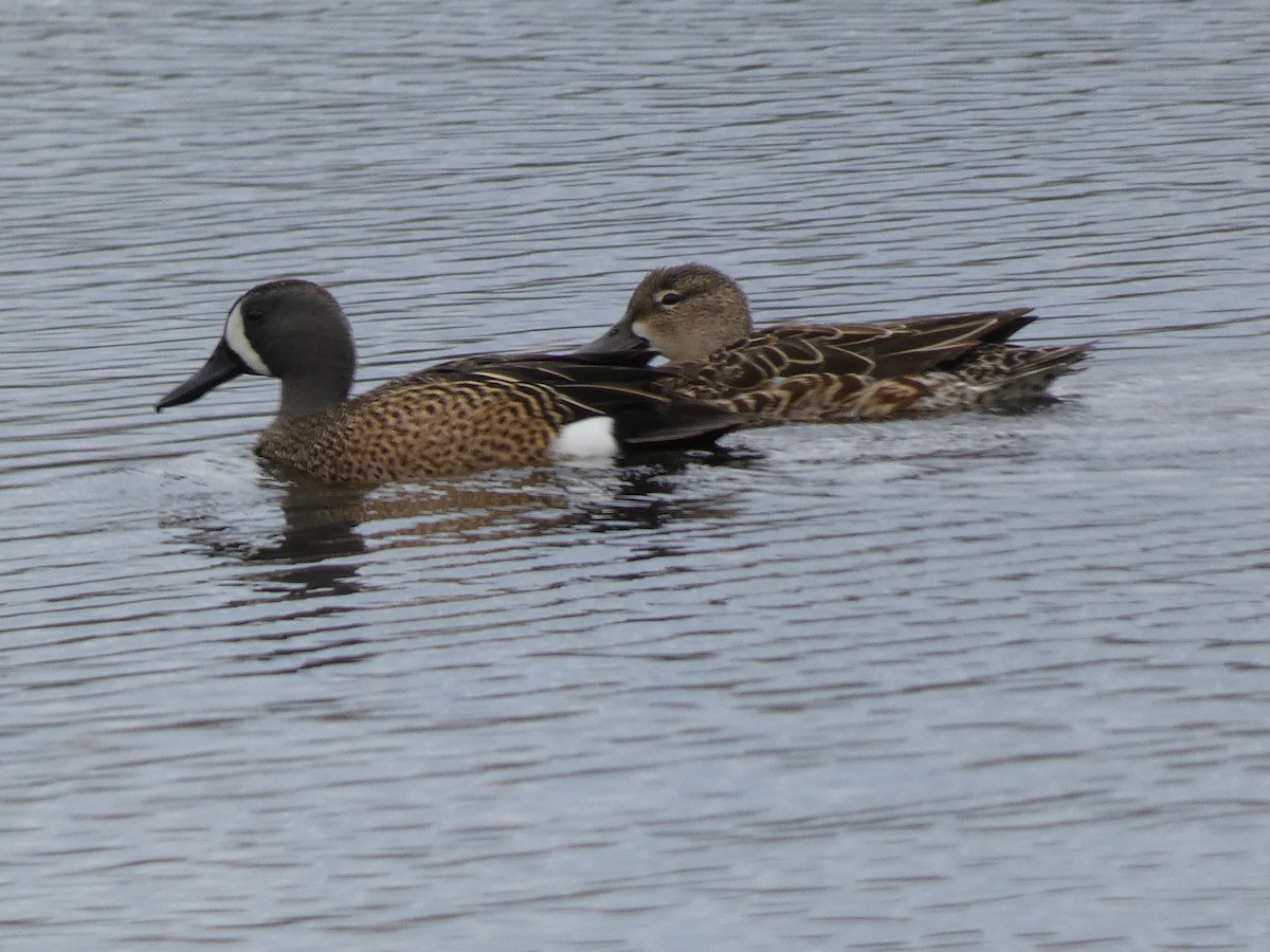 Blue-winged Teal - ML617762364