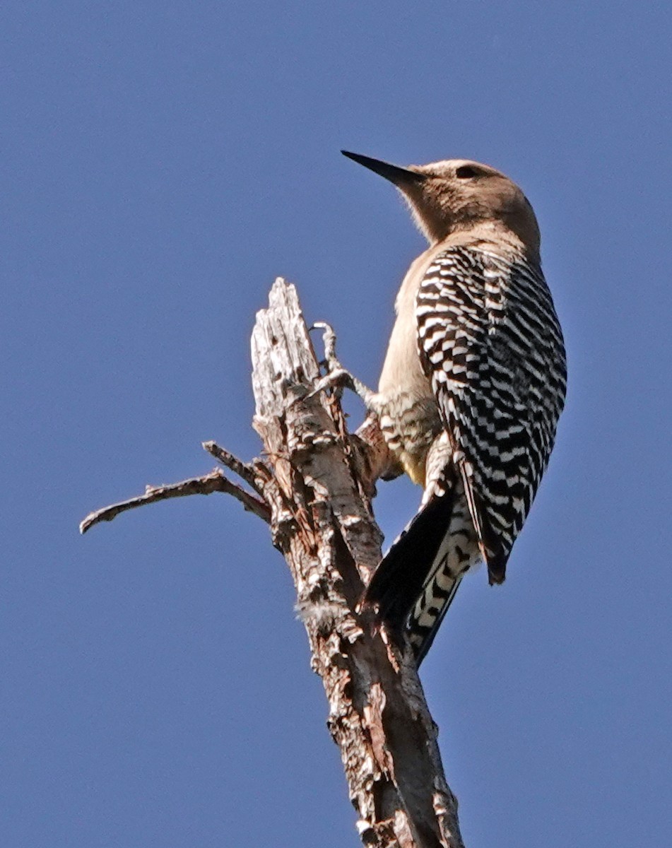 Gila Woodpecker - ML617762412