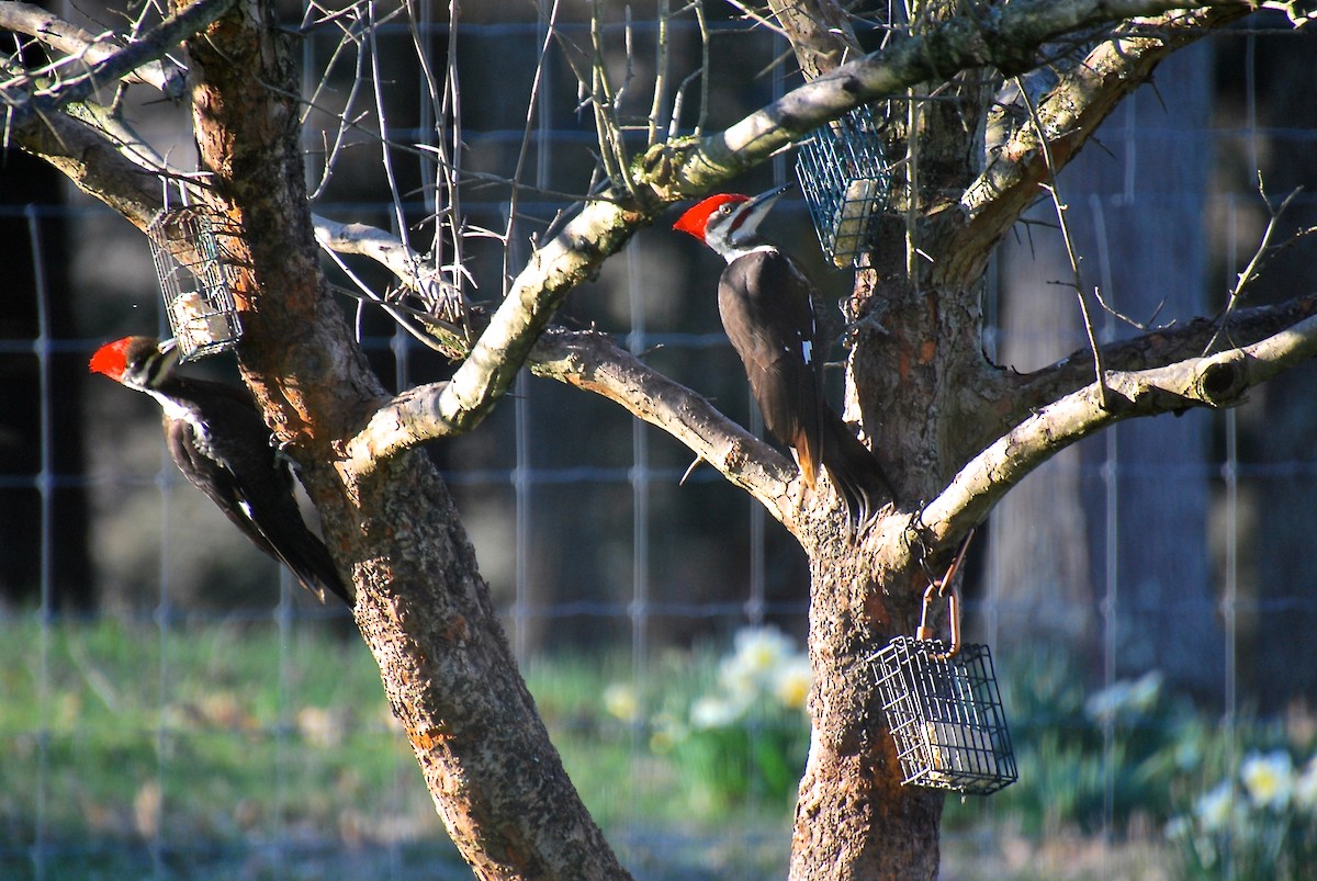 Pileated Woodpecker - ML617762427