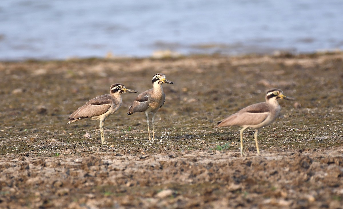 Great Thick-knee - ML617762440