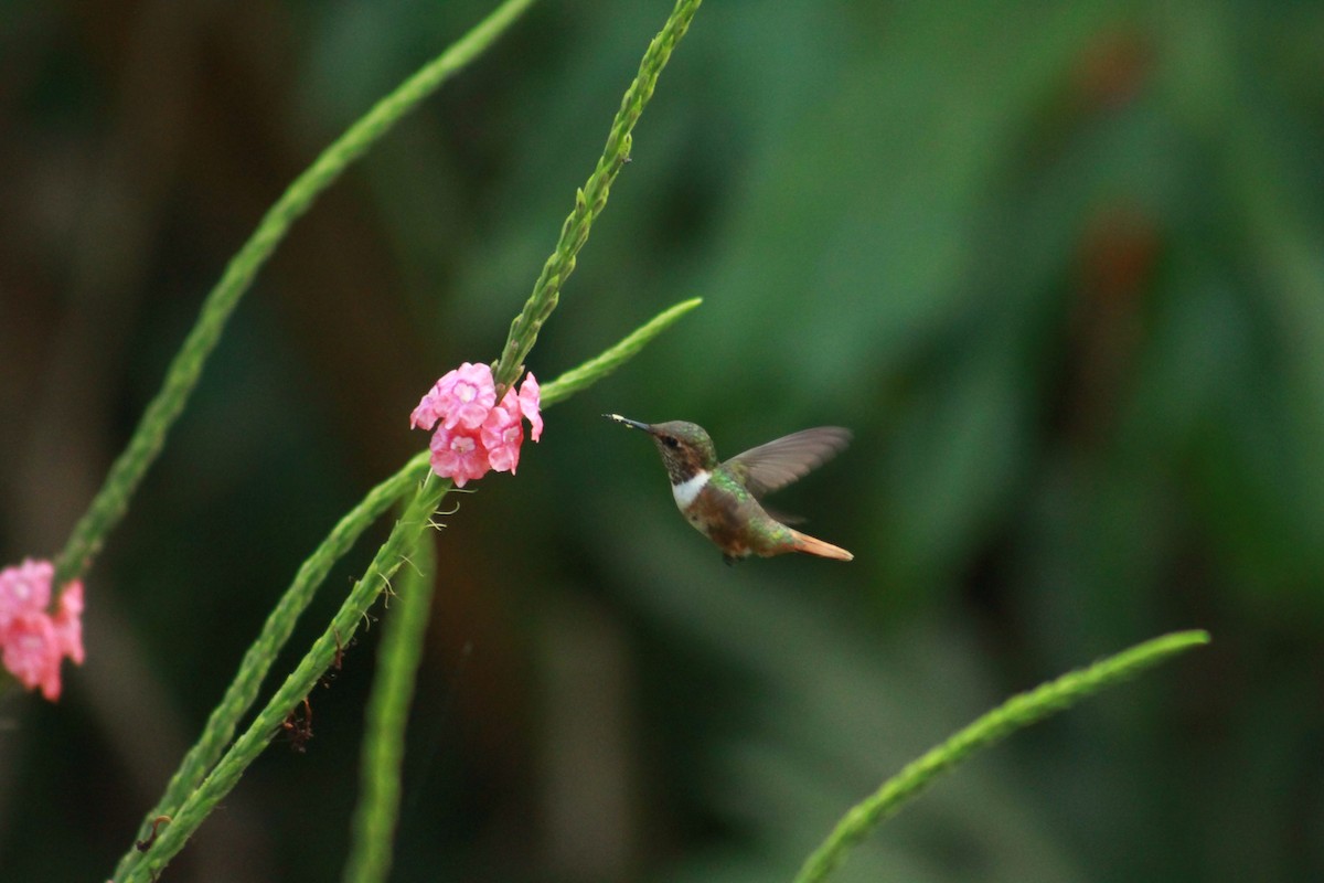 Scintillant Hummingbird - jose Mauricio Vargas Ramírez