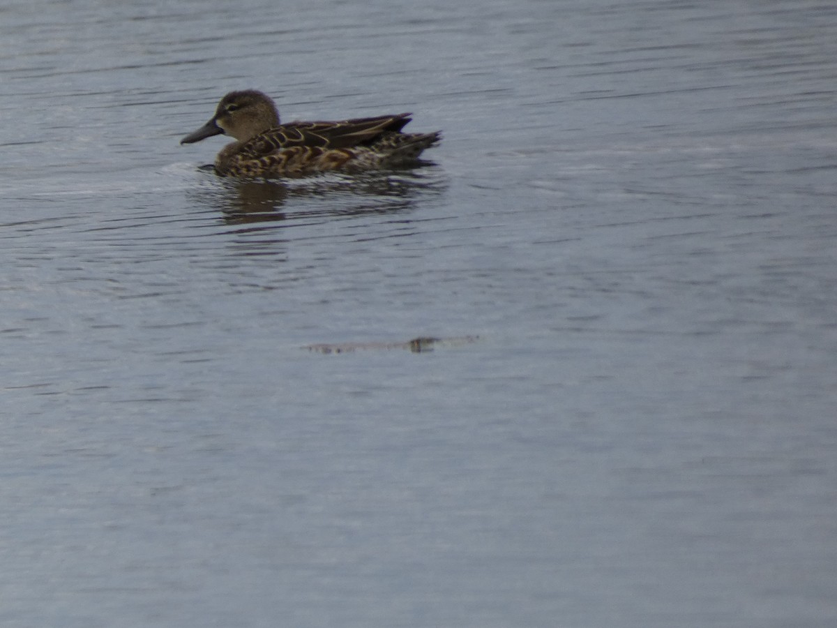 Blue-winged Teal - ML617762503