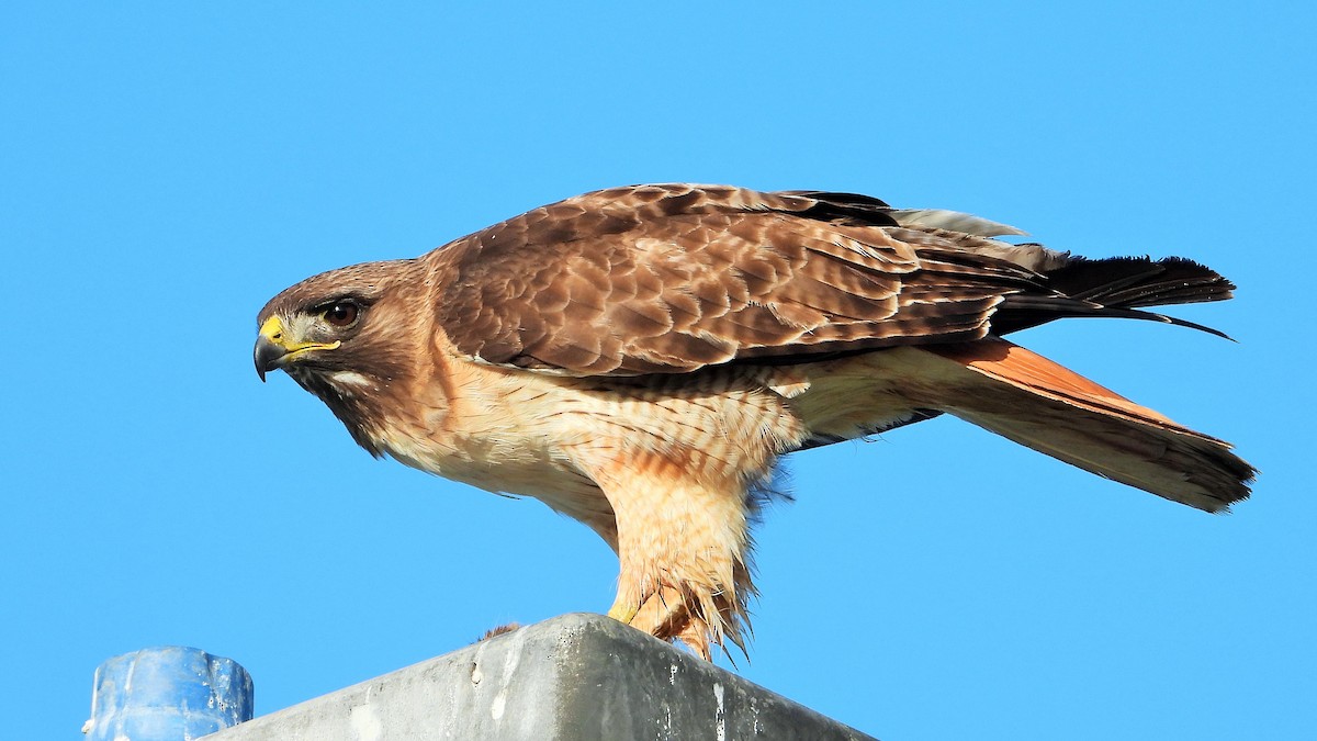 Red-tailed Hawk - ML617762505