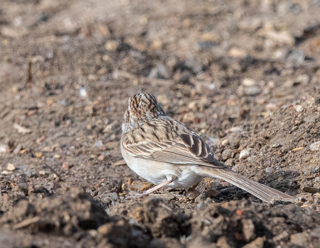 Brewer's Sparrow - Kevin Rutherford