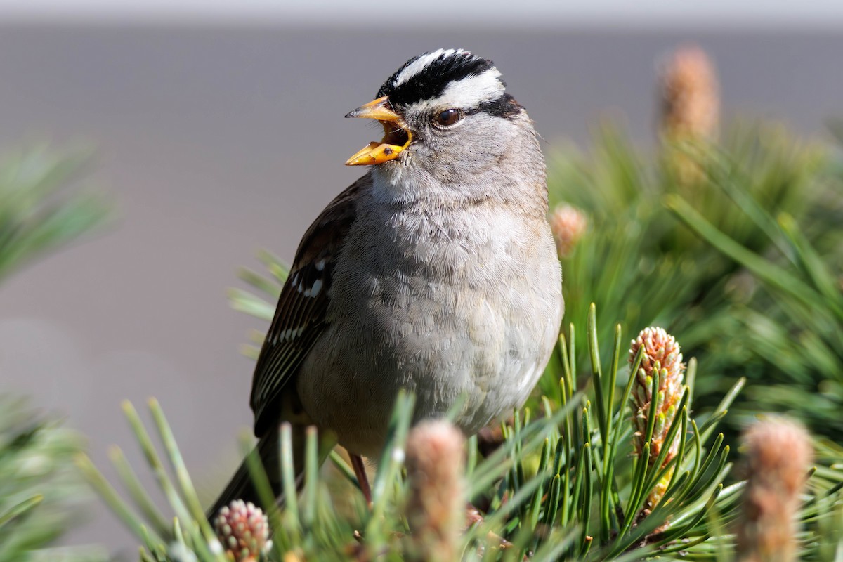 White-crowned Sparrow - ML617762564