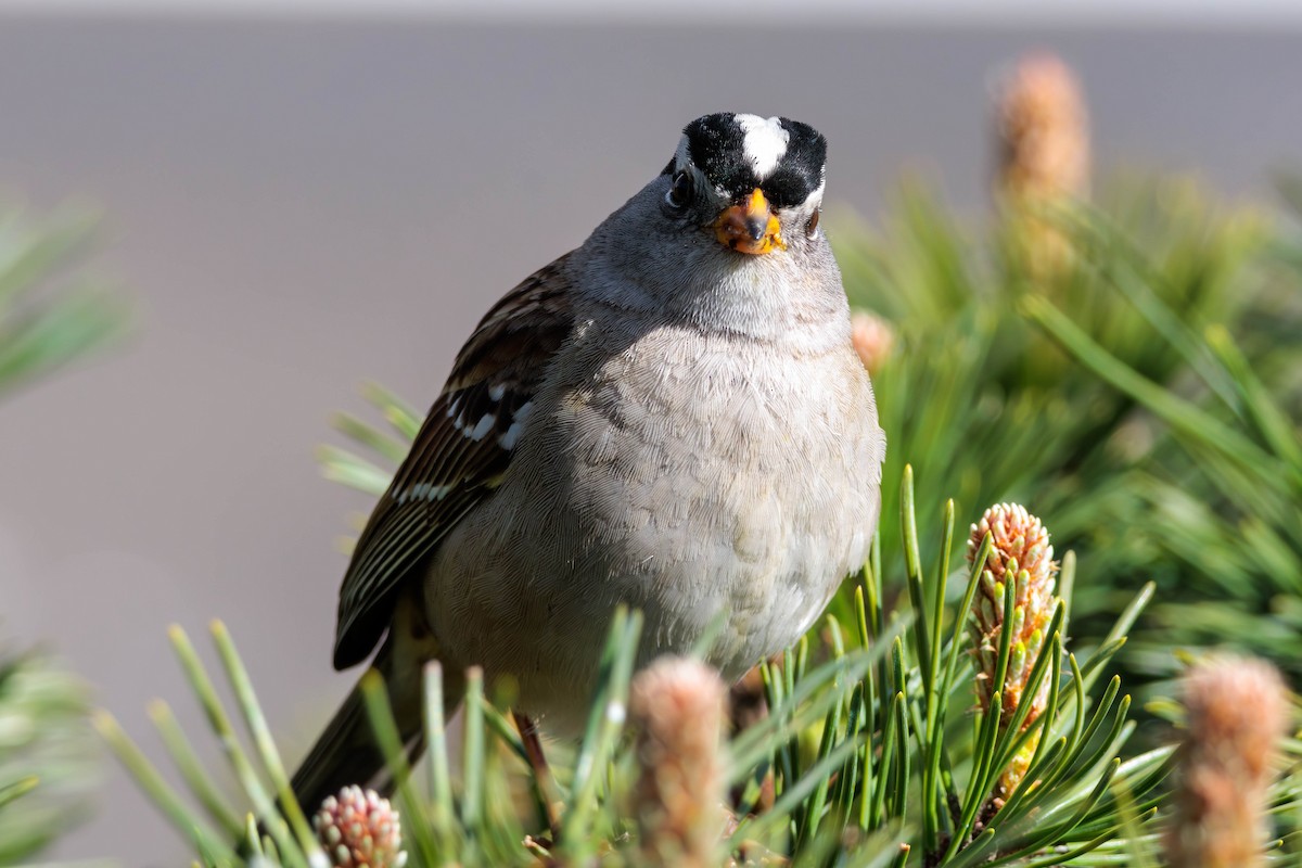 White-crowned Sparrow - Pierce Louderback