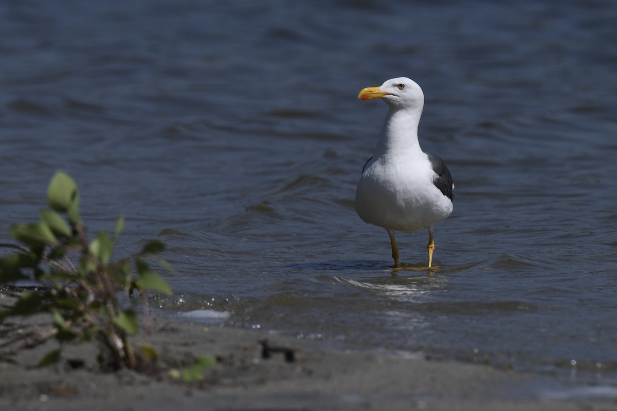 Yellow-footed Gull - ML617762568