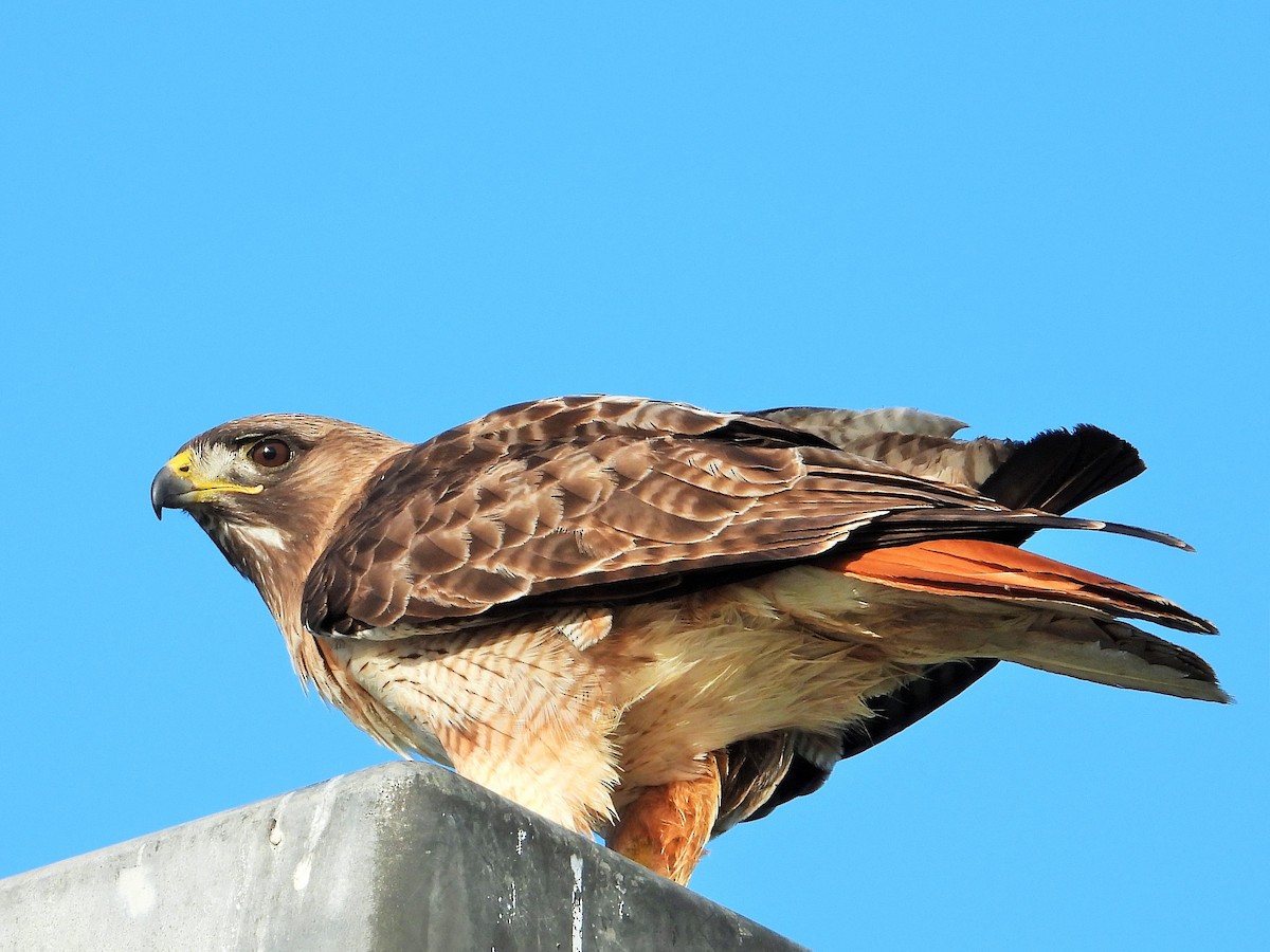 Red-tailed Hawk - ML617762587