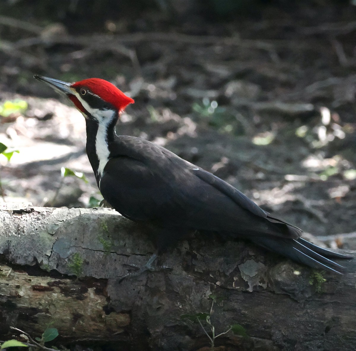 Pileated Woodpecker - Veronica Goidanich