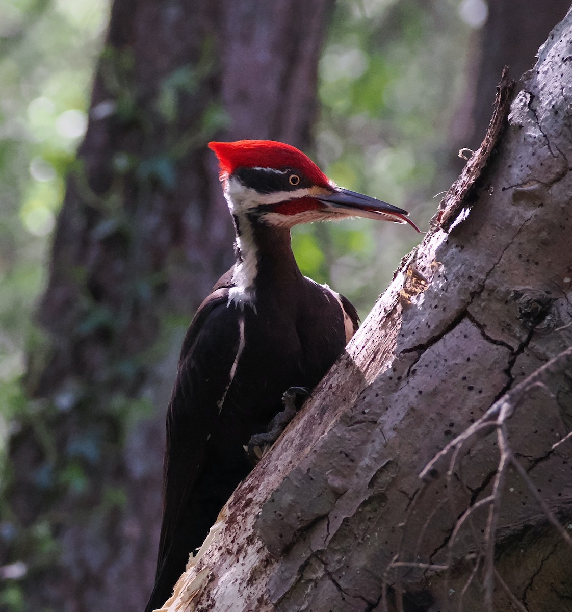 Pileated Woodpecker - ML617762627