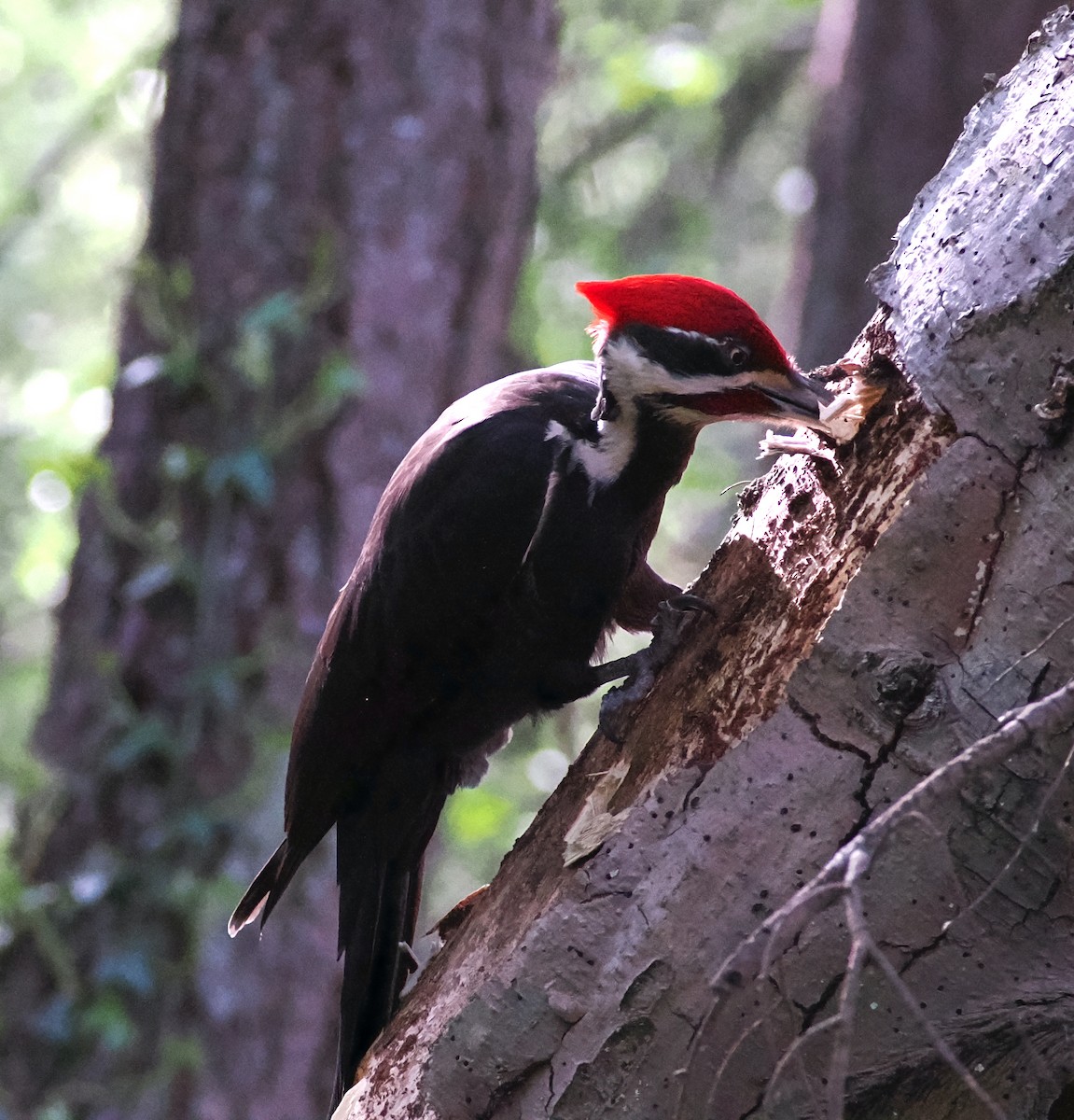 Pileated Woodpecker - ML617762636