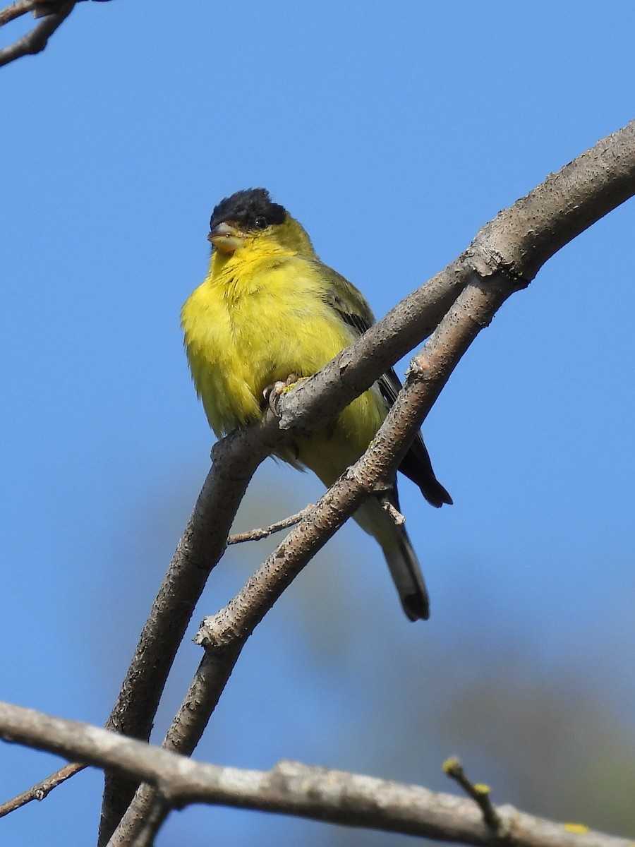 Lesser Goldfinch - Susan Sugahara