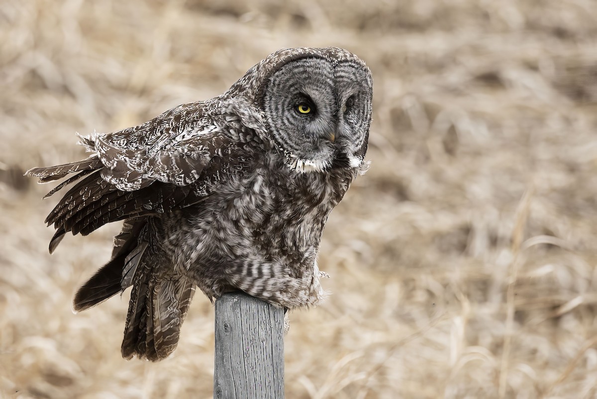 Great Gray Owl - Gerald Romanchuk