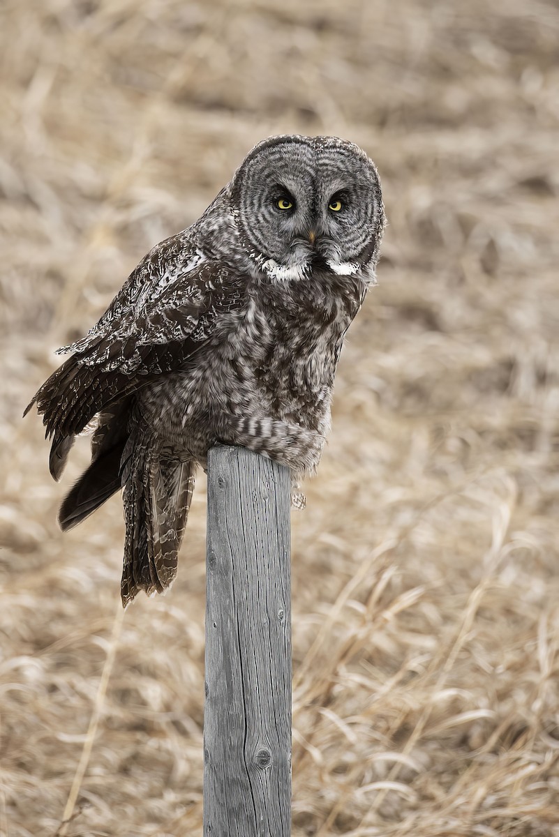 Great Gray Owl - ML617762689