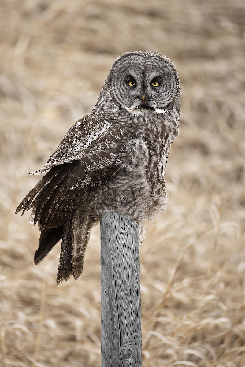 Great Gray Owl - ML617762691