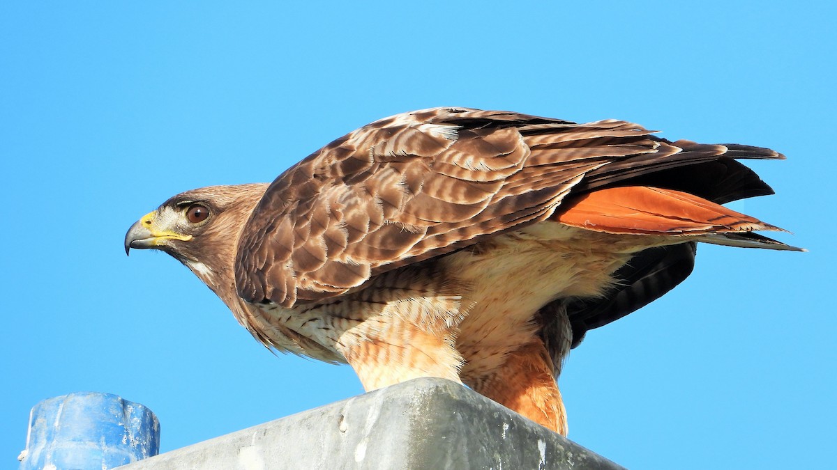 Red-tailed Hawk - ML617762699
