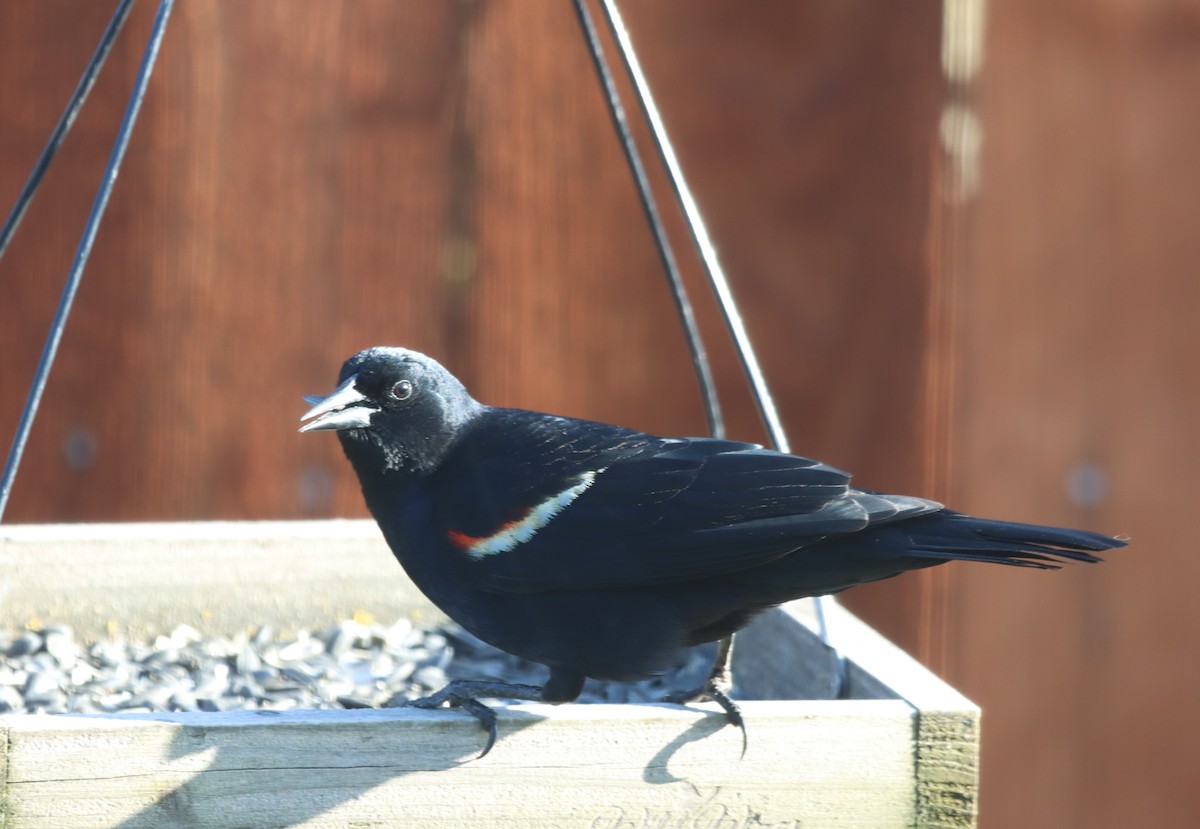 Tricolored Blackbird - ML617762707