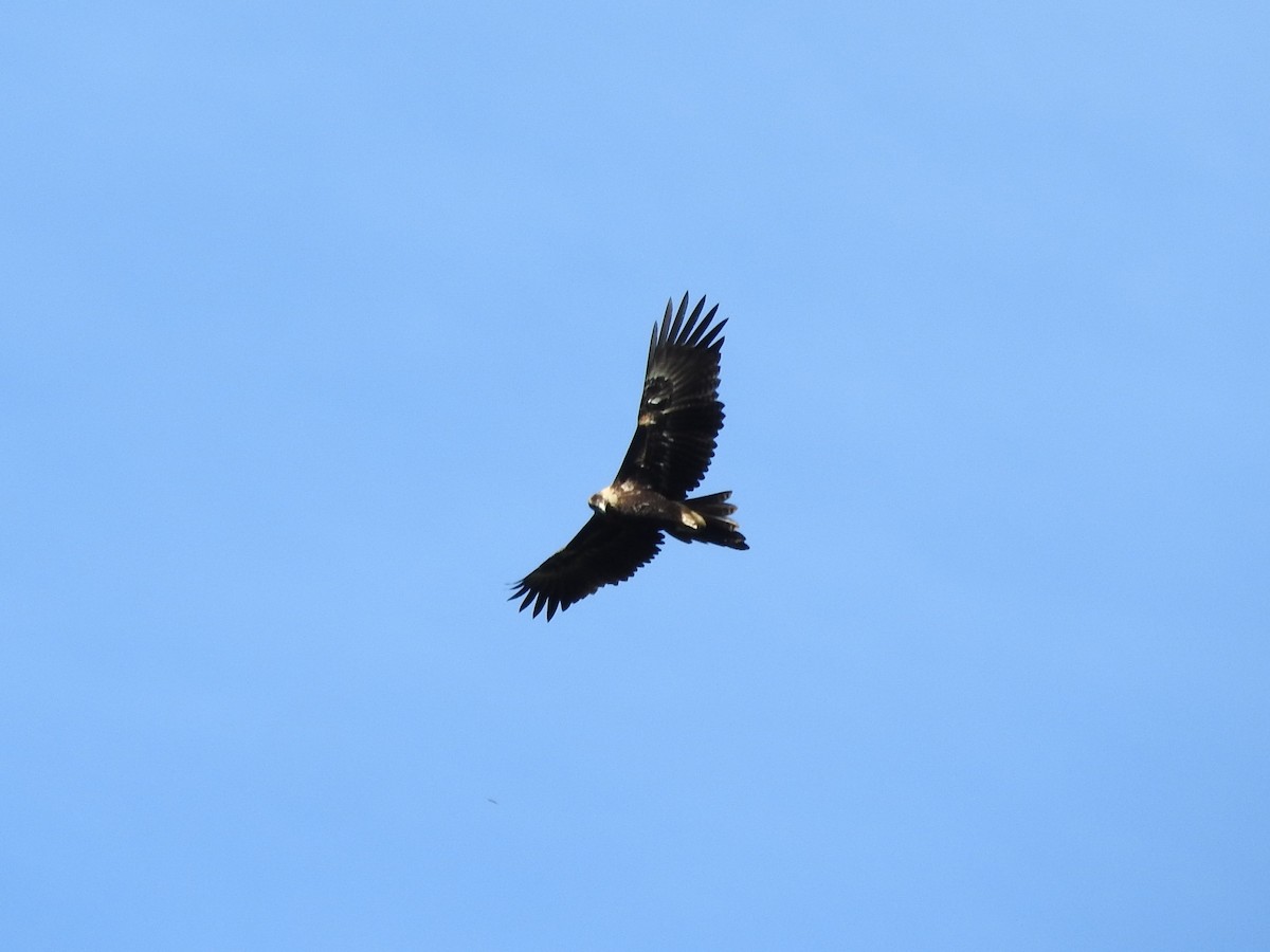 Wedge-tailed Eagle - ML617762711
