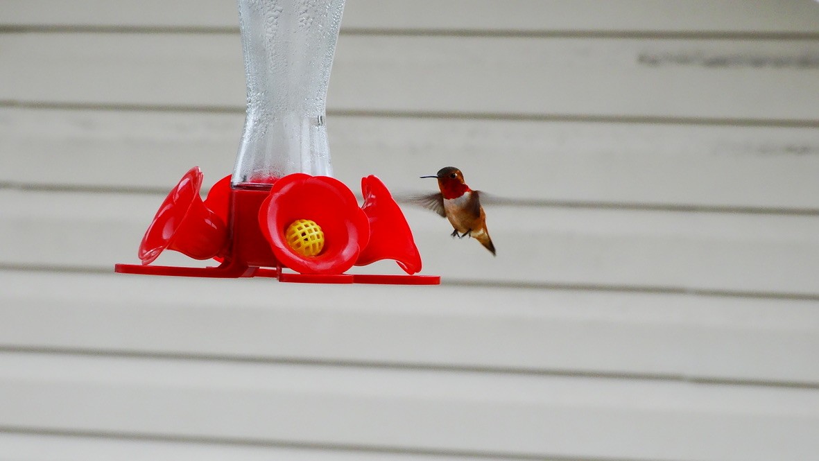 Rufous Hummingbird - Emily Williams