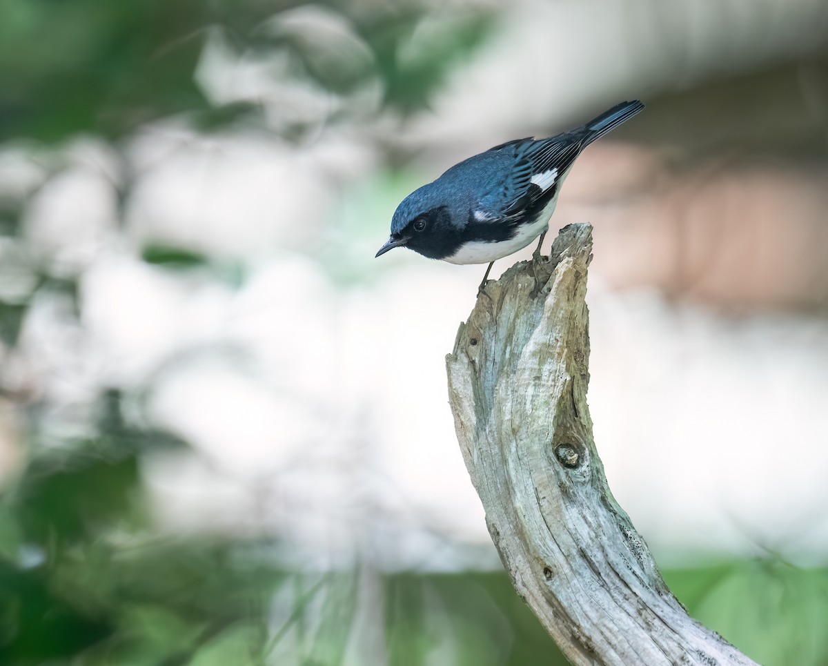 Black-throated Blue Warbler - ML617762781