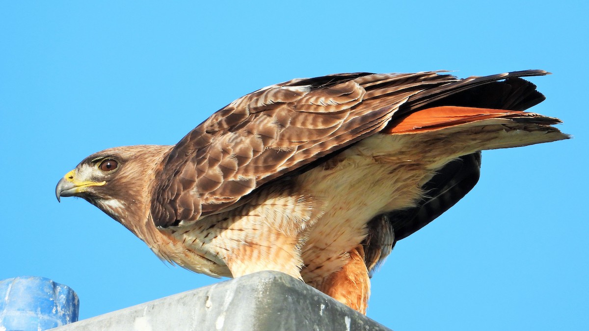 Red-tailed Hawk - ML617762791