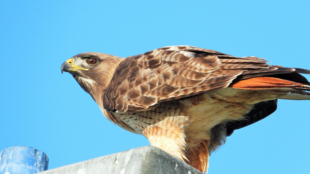 Red-tailed Hawk - ML617762819