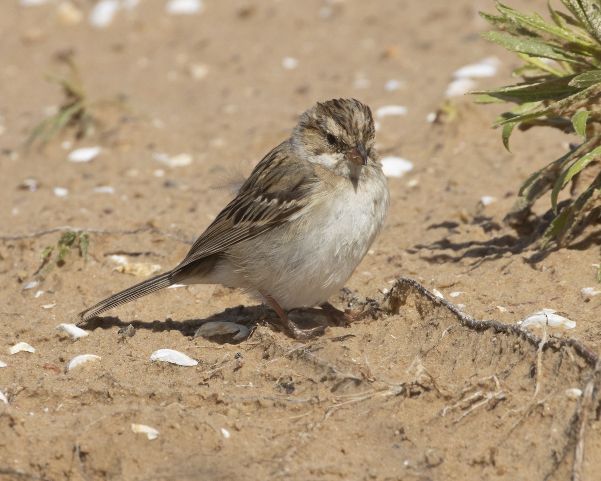 Clay-colored Sparrow - Daniel Kelch